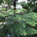 アロマ　ヒノキ　アイキャッチ